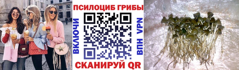 Псилоцибиновые грибы Cubensis  Невельск 